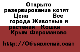 Открыто резервирование котят › Цена ­ 15 000 - Все города Животные и растения » Кошки   . Крым,Ферсманово